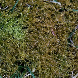 Hygroamblystegium (thread moss)